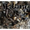 MANIA "Raw Nerves & Unseen Eyes" CD